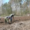 TOPINAMBUR 19.04.08